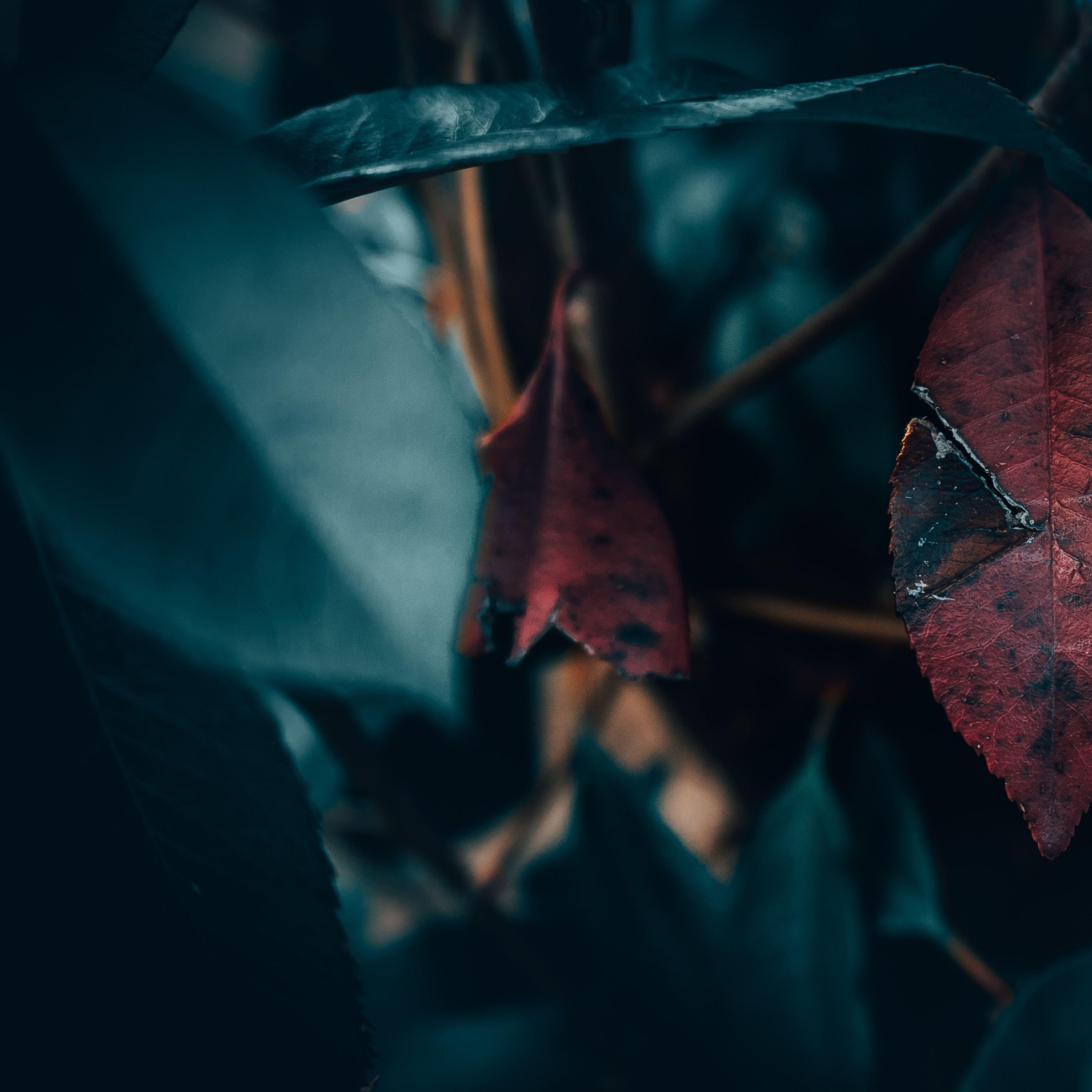 Xofog32386 Xofog32386